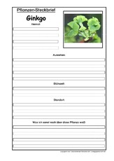 Pflanzensteckbrief-Ginkgo.pdf